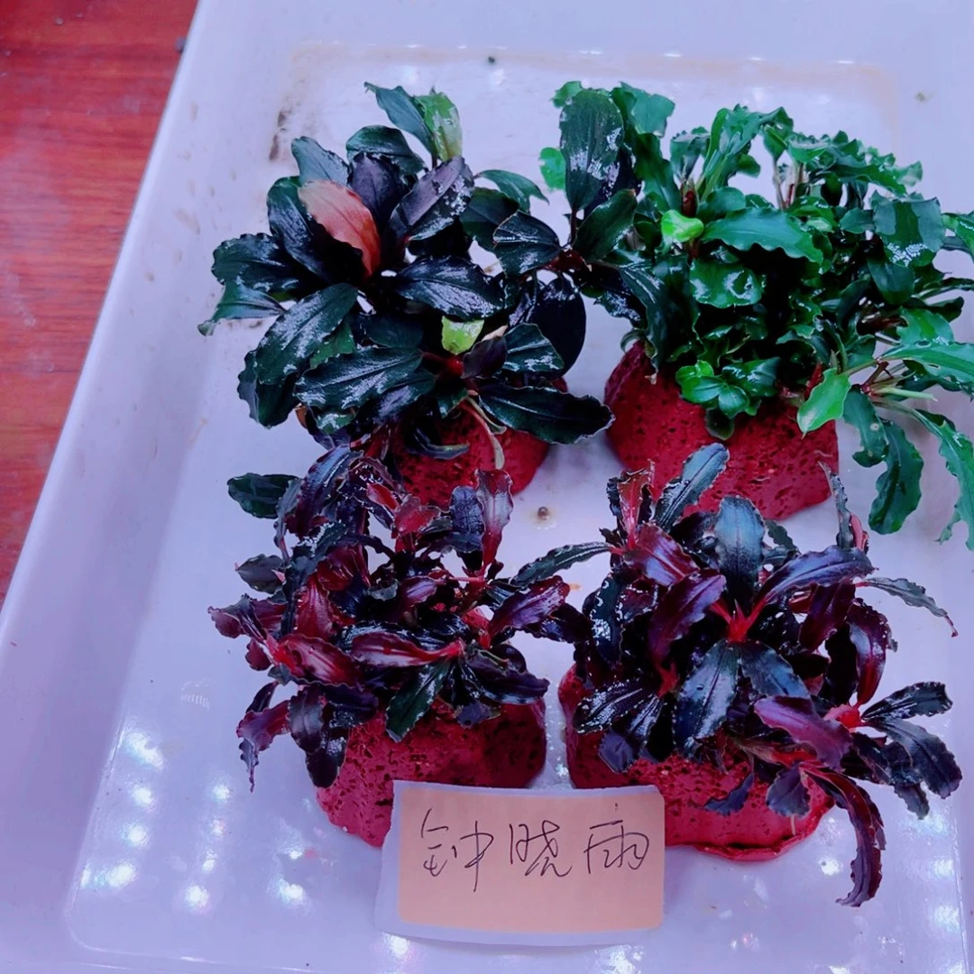 钟***雨美小呆特价套餐一份