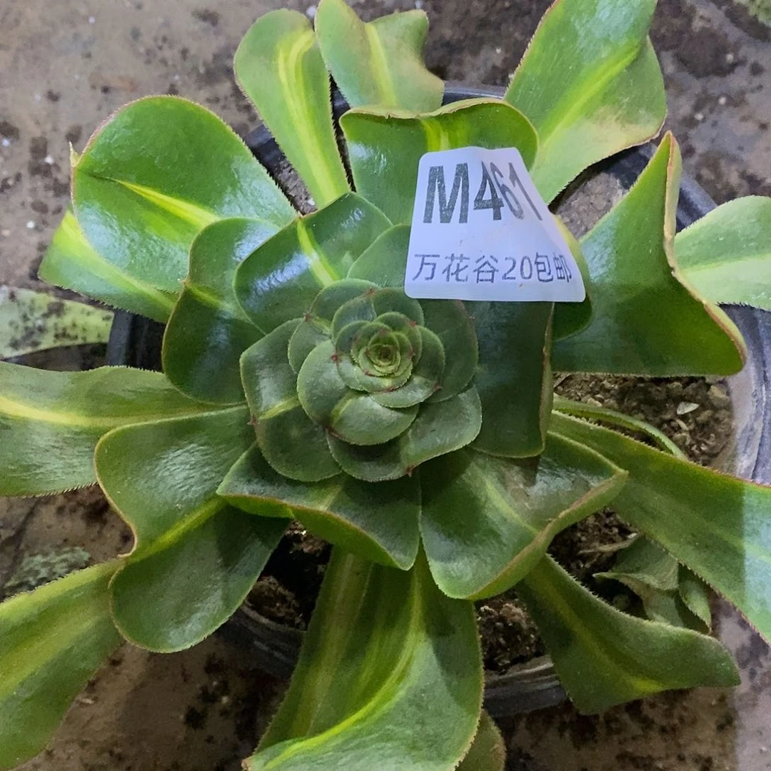 461暴君多肉植物