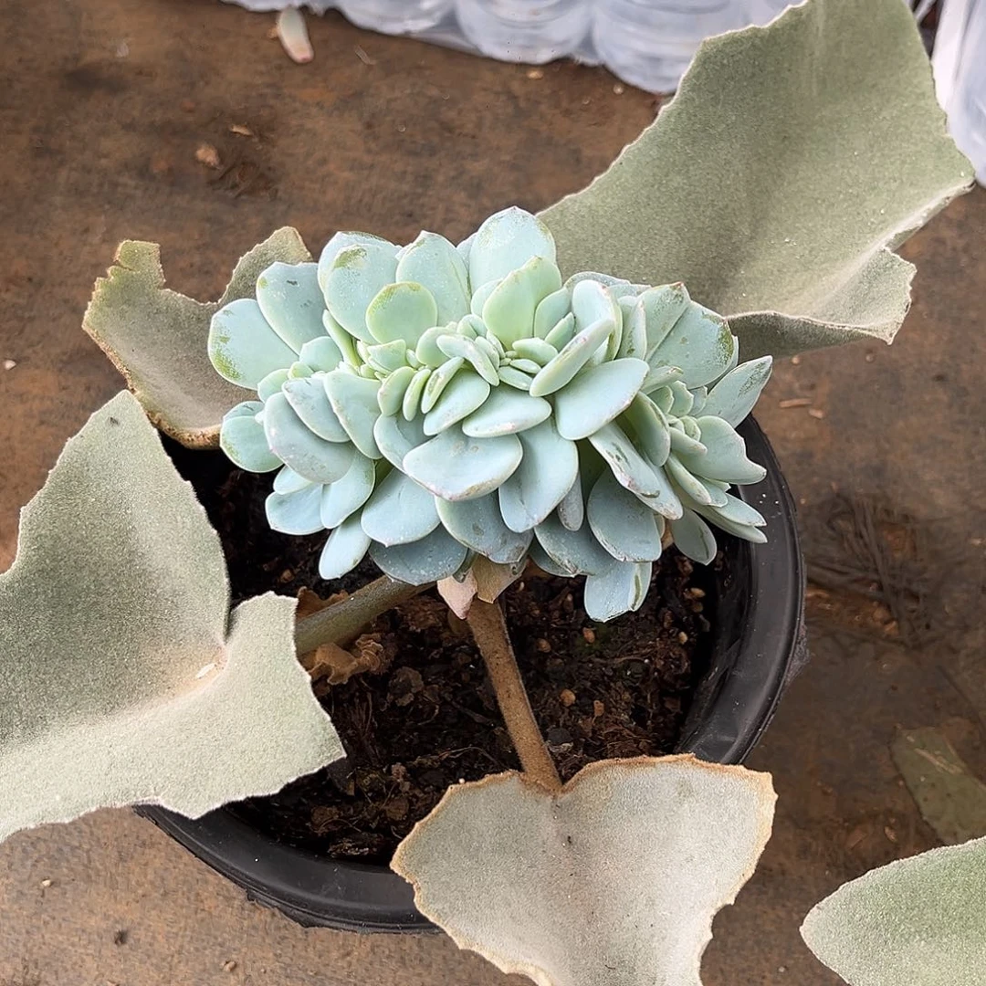 畅***5奶茶缀化多肉植物寄养