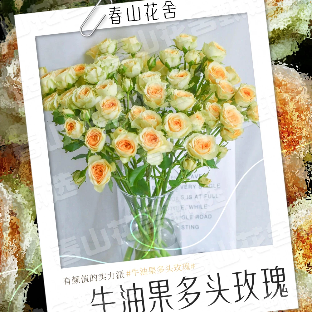 【牛油果】多头玫瑰鲜花丨赠营养液拍两单发：顺丰或冷链(送货上门)