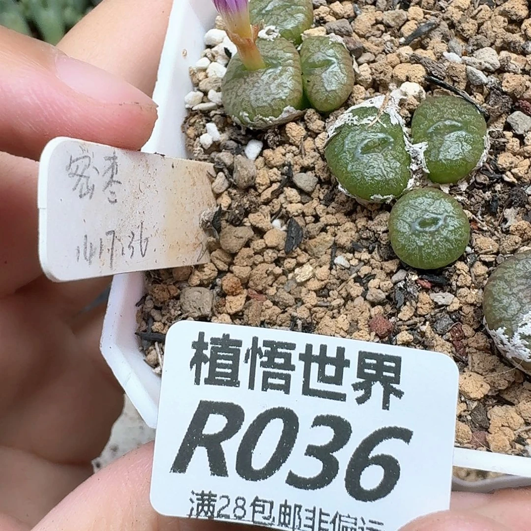 多肉植物的润泽和c
