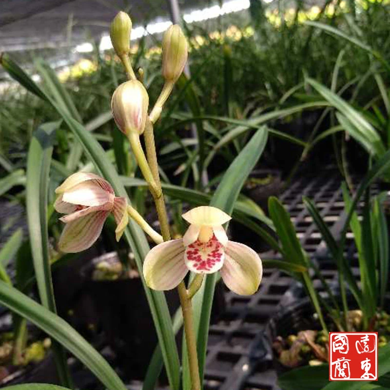 建兰【君荷】四季兰室内兰草办公室兰花