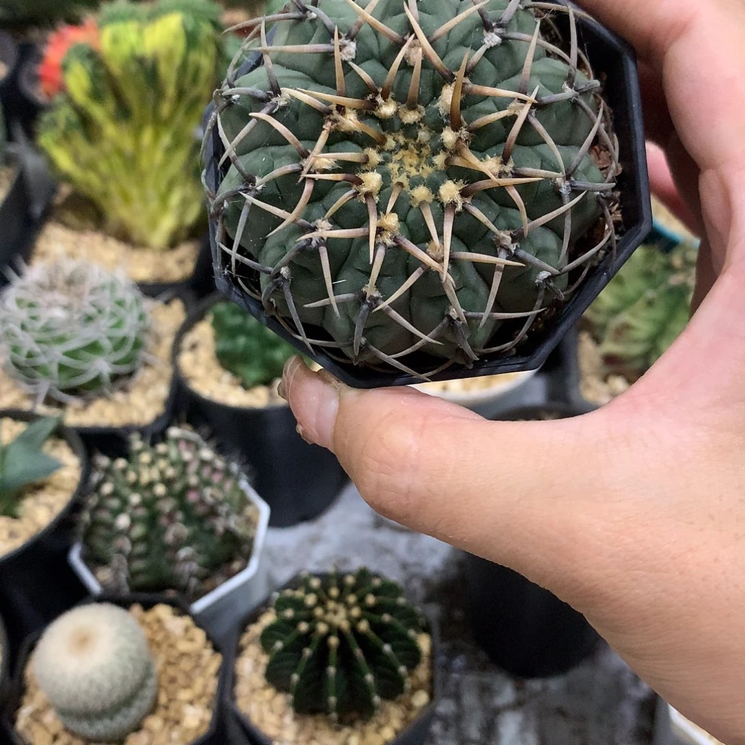 当前无花栽培后可以开花实生根怪龙丸