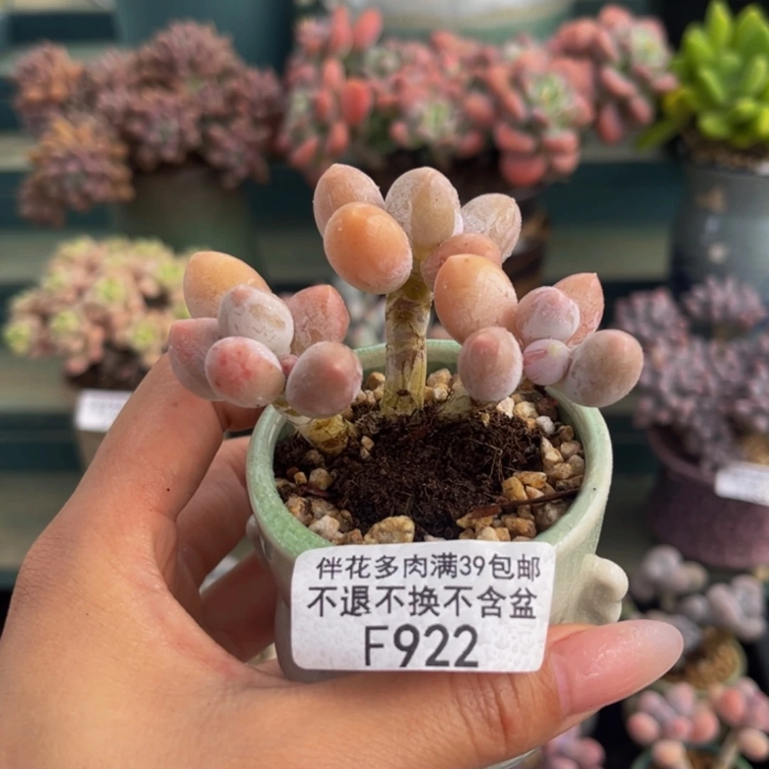 922-香水手指奶酪多肉5cm