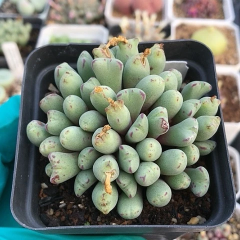 多肉肉锥 粉花猪蹄