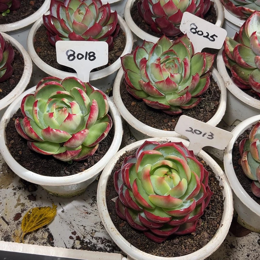 惊鸿仙子2013.8025.8018号