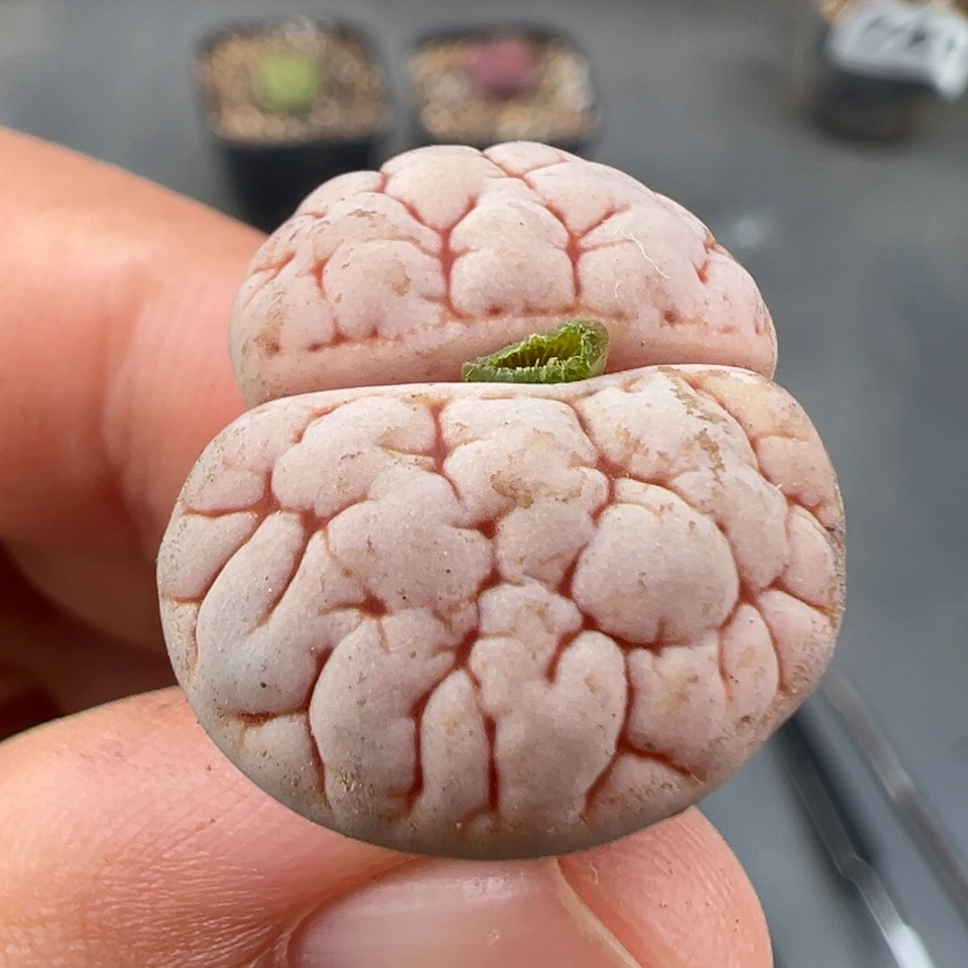 9.27好看的多肉脱土发货879