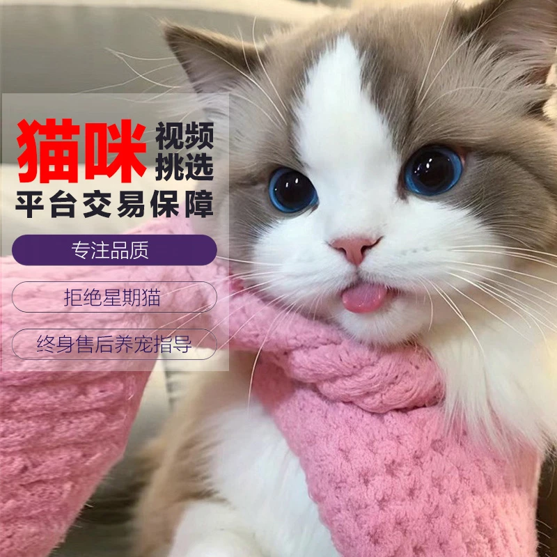纯种布偶猫赛级银渐层猫幼猫活体金渐层猫白矮脚宠物长毛猫咪活物