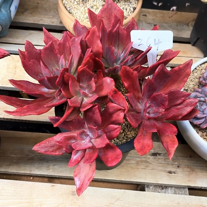 多肉植物，钻石景264号