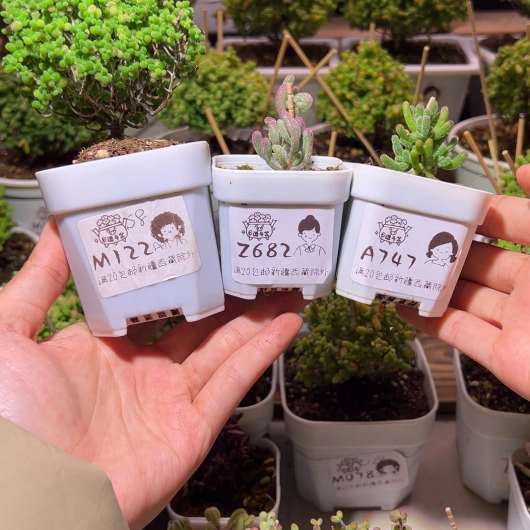 一****组合一物一拍带盆土发货