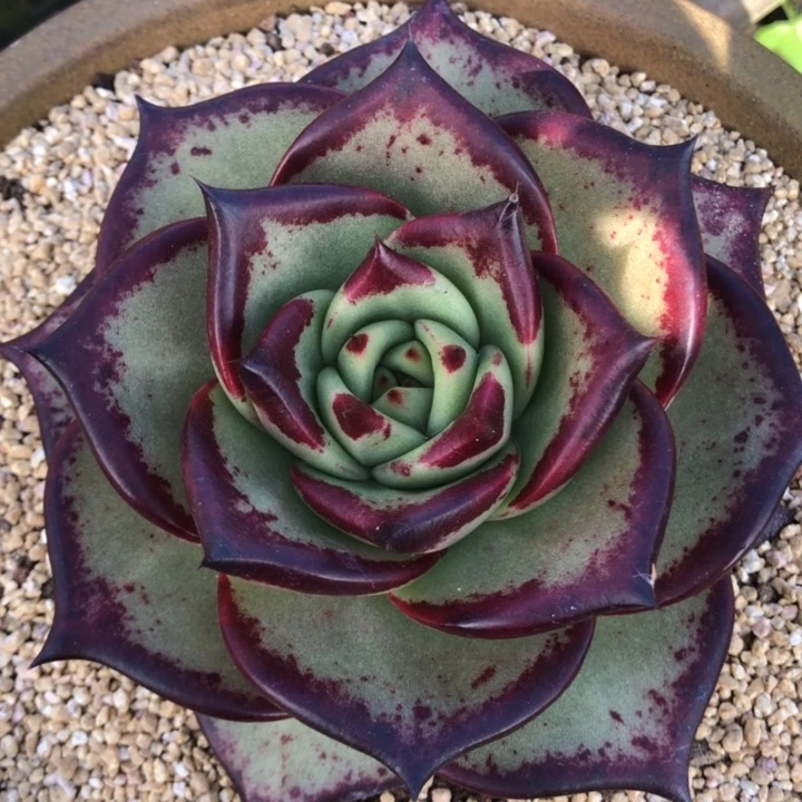 玫瑰花叶形1111111111111