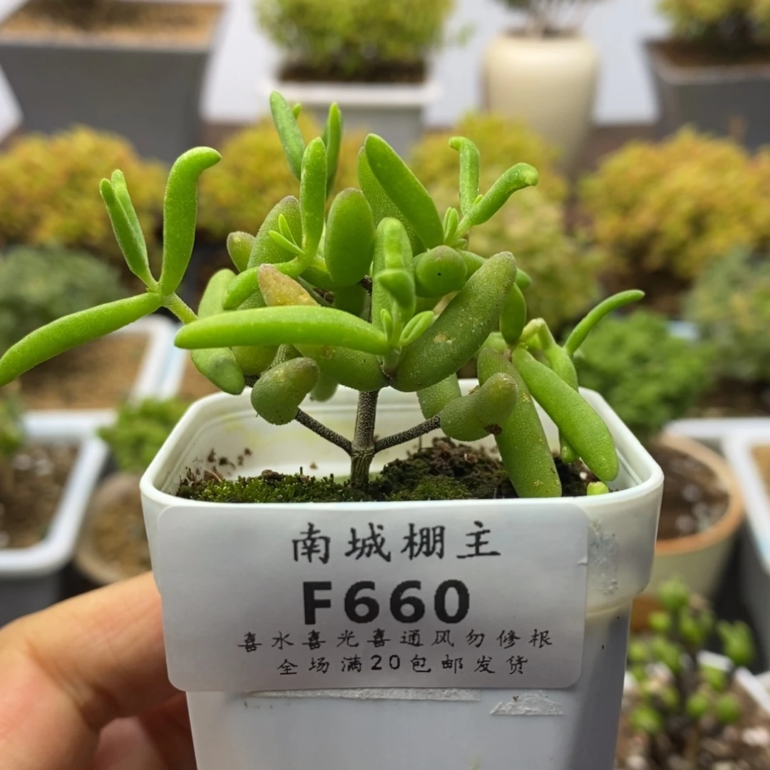 660实生香蕉枝干番杏