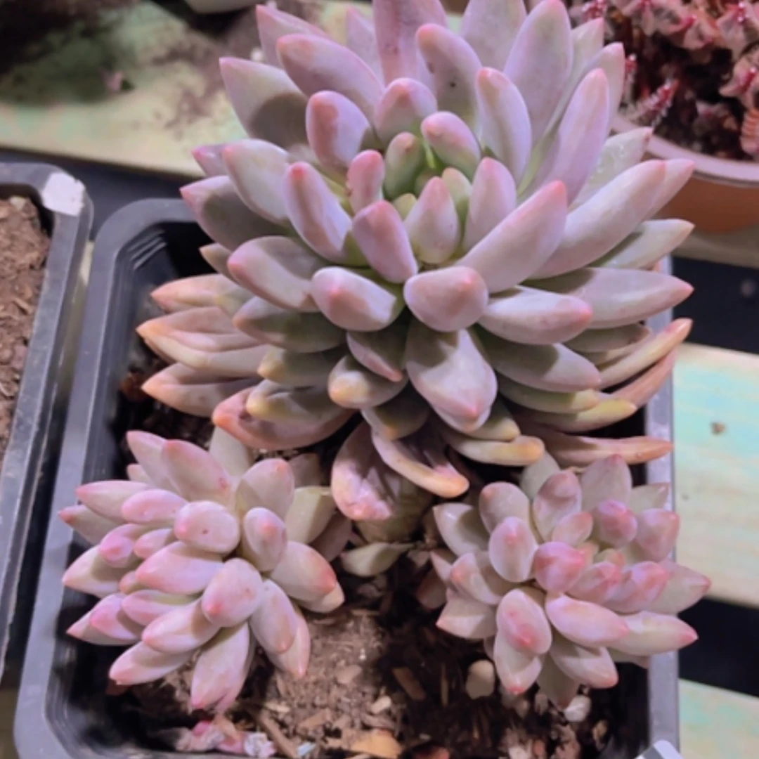 【闪购商品】水晶球30221