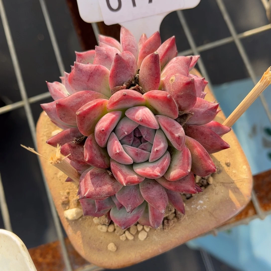 沐***淋多肉植物0174………….