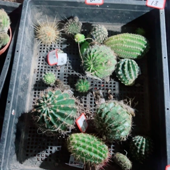 下18框拍伤歪丑小无根侧芽无售后20包邮