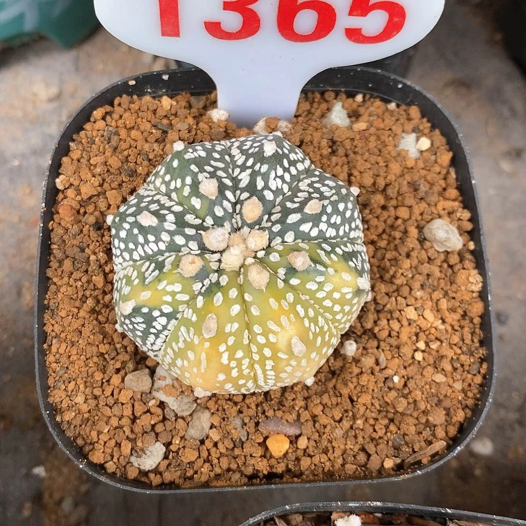 1365兜锦系列产品