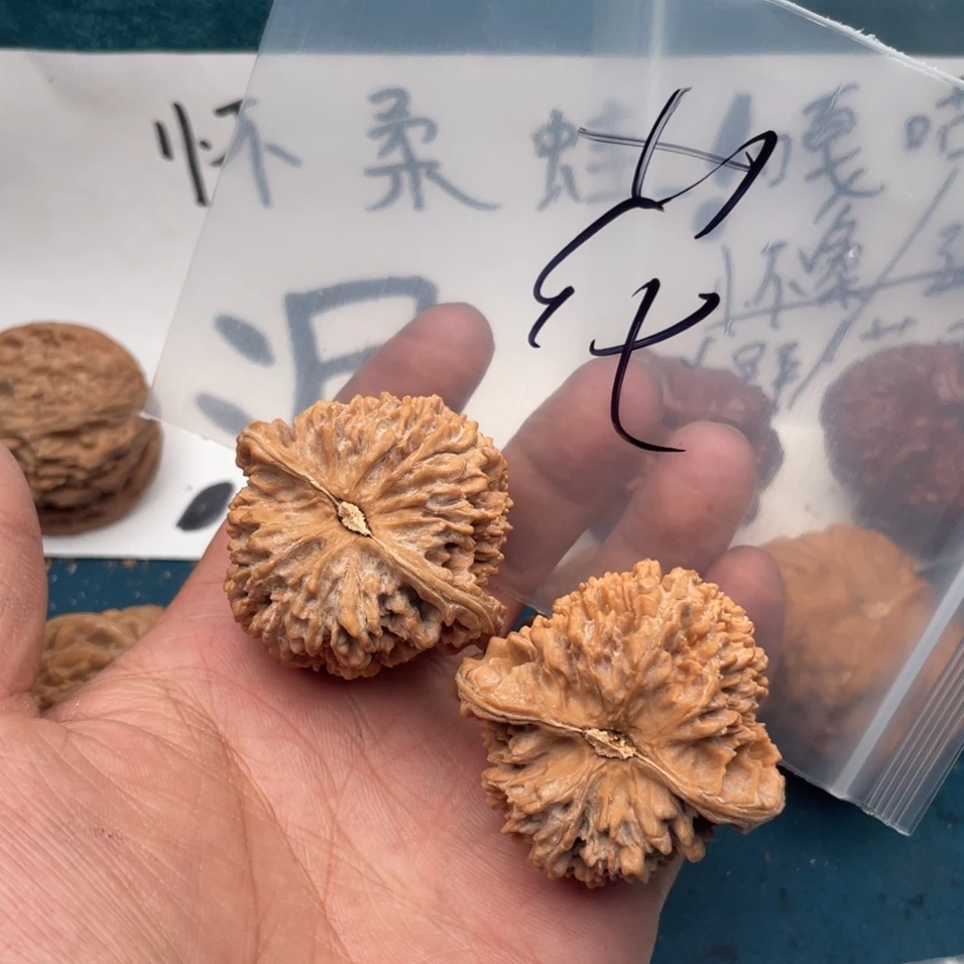 核桃W97446967474944974794497704