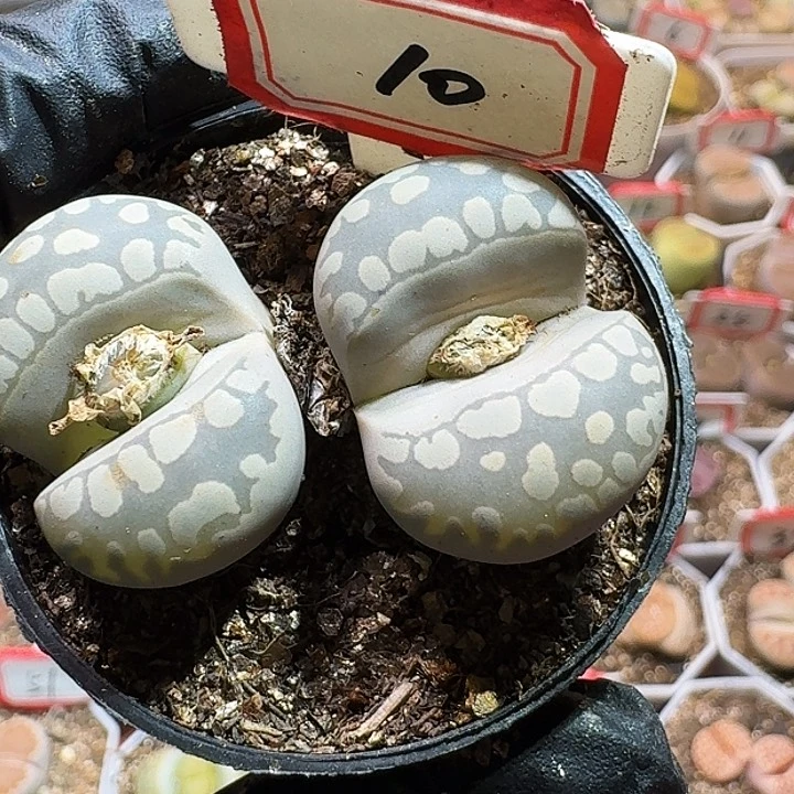 H****.生石花223:：/。  18