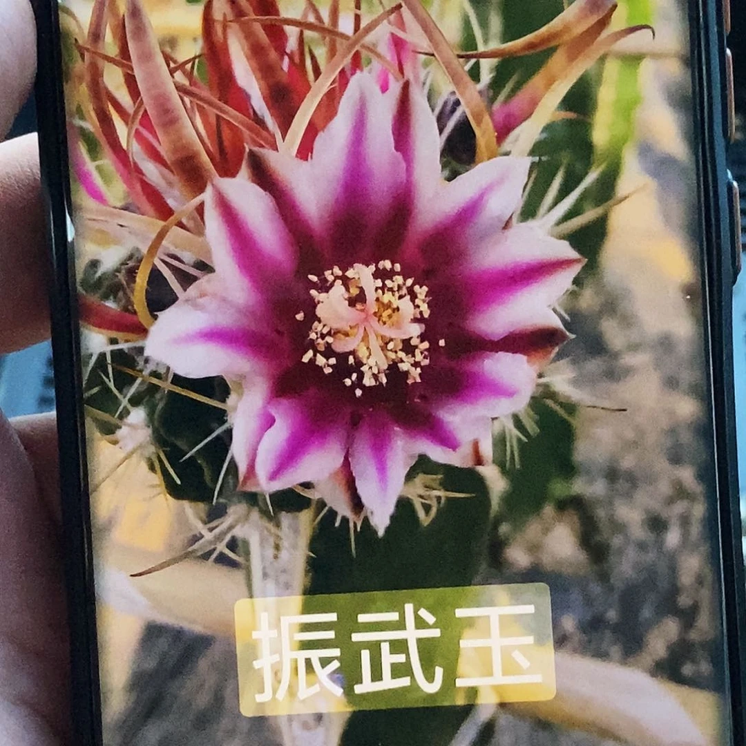振武玉侧芽歪20包邮/4公分
