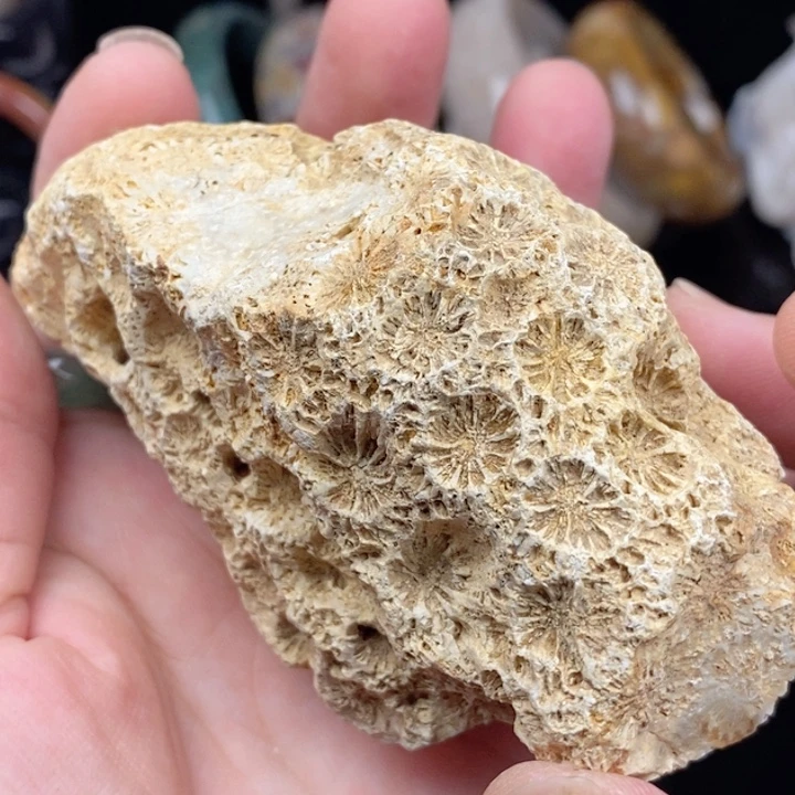 未镶嵌手镯（圆镯）硅化玉