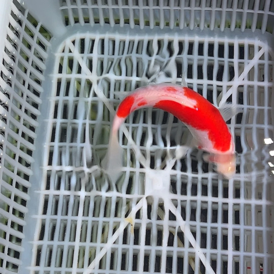 海水鱼锦鲤观赏鱼