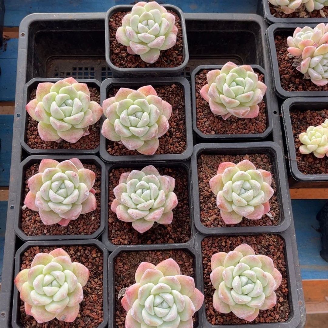 779号新疆西藏内蒙古不包邮的