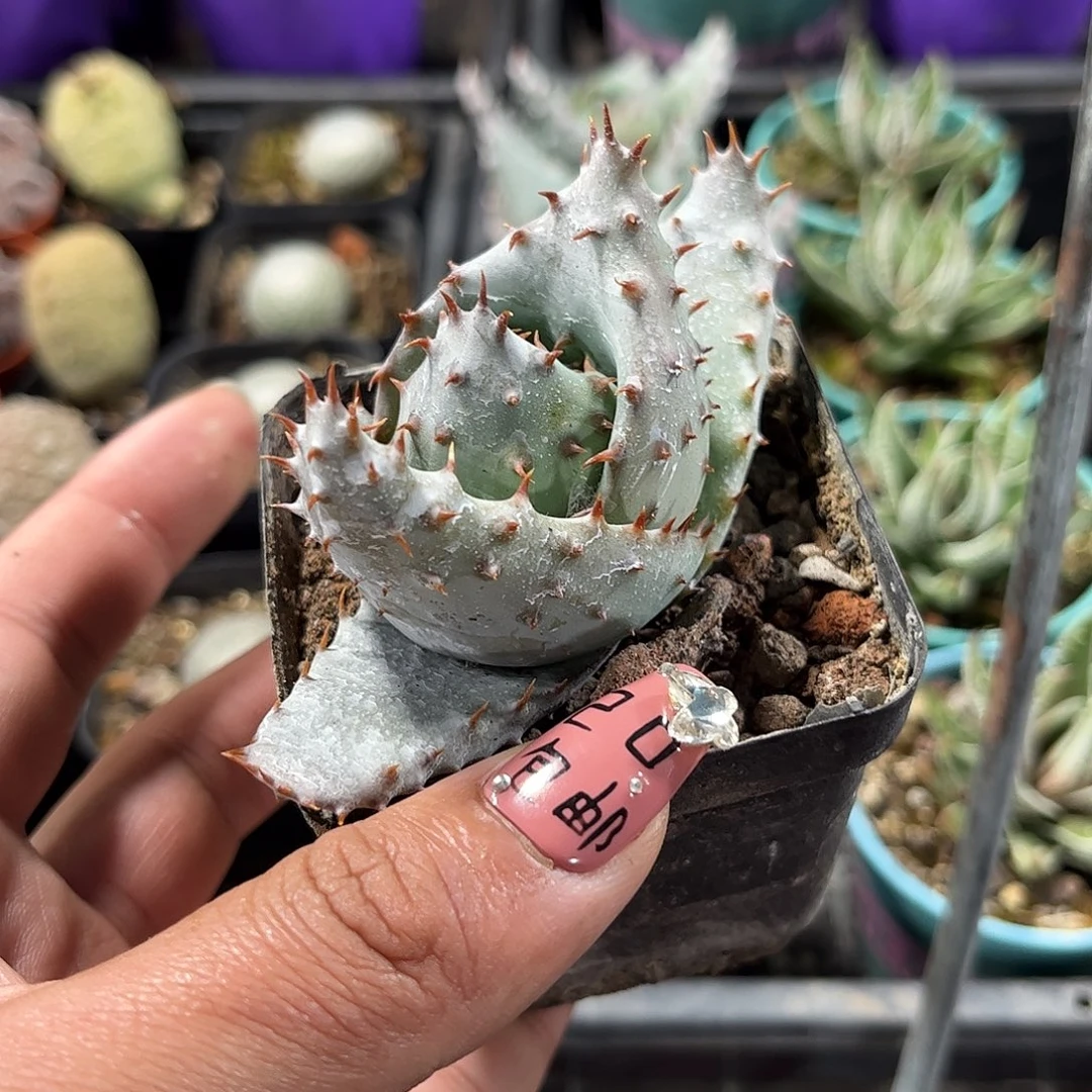 鬼切芦荟单头发货单头发