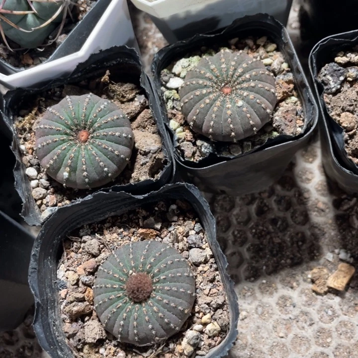 金**麻大型士童带盆发