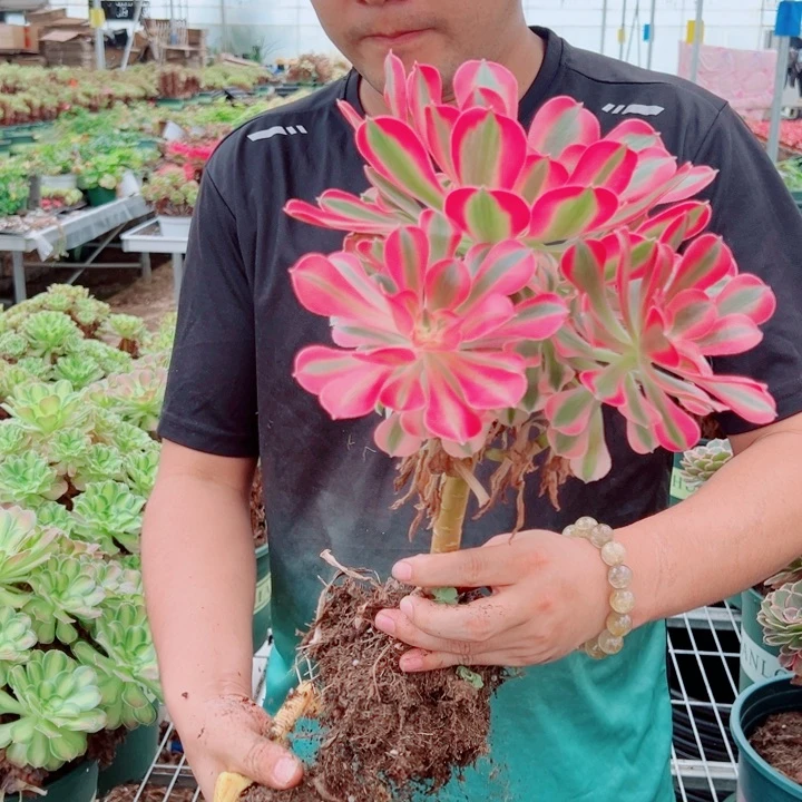 小颗女郎多肉法师