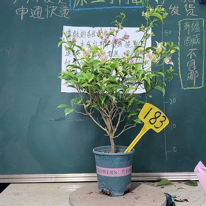 完全开放  柳叶苹果花  183