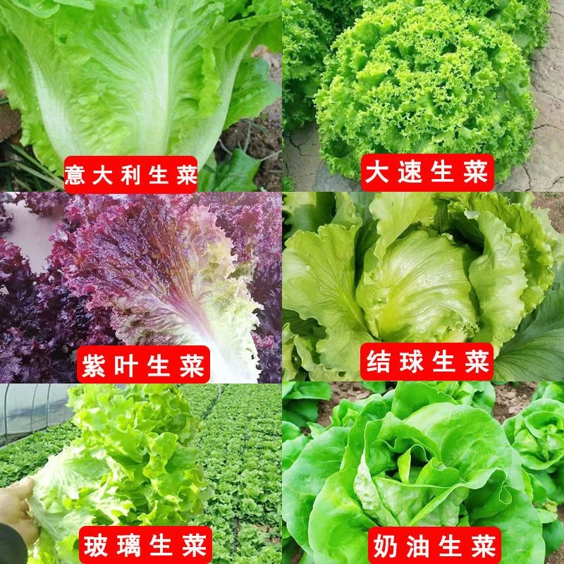 生菜生长快不长虫20天可以采摘阳台花盆都好种