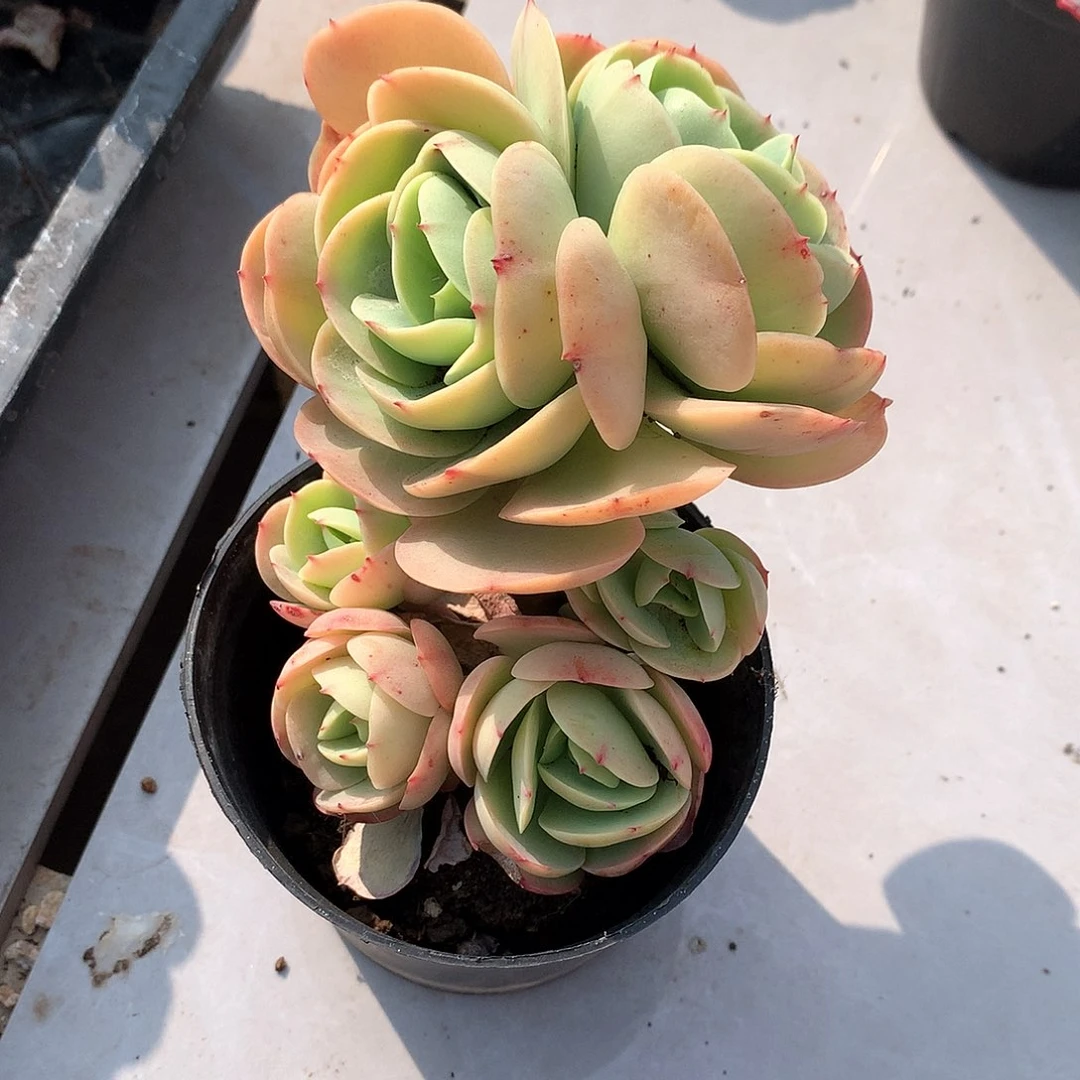 鸡蛋碧桃多肉植物