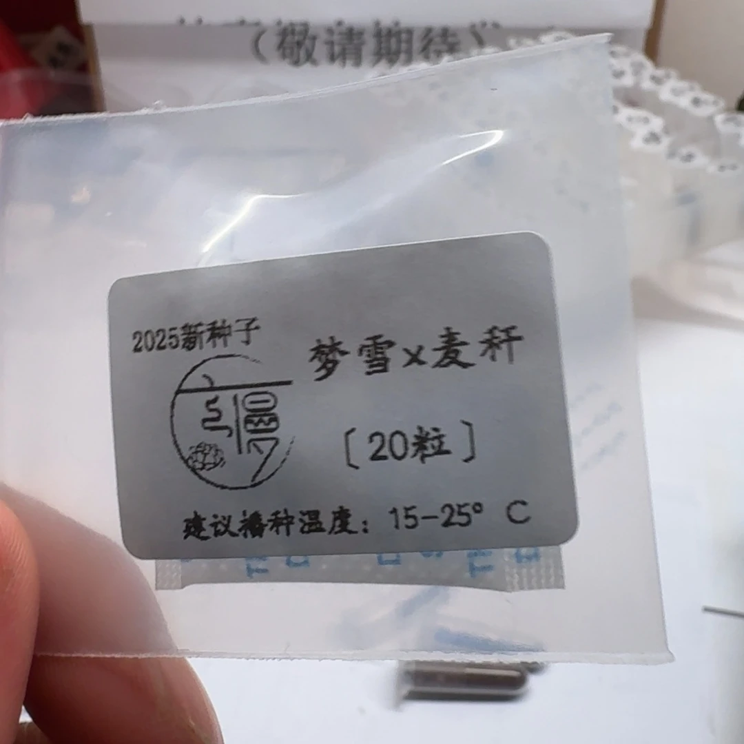 云慢2025新种子糖珍系20粒
