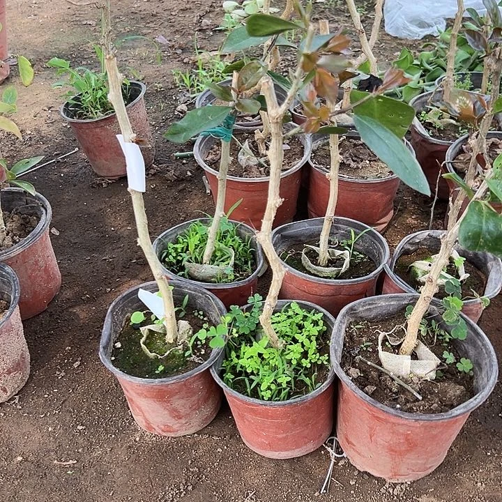 六颗矮的叶仙编号13