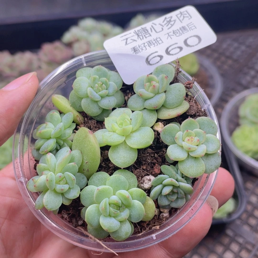 云糖心多肉植物660