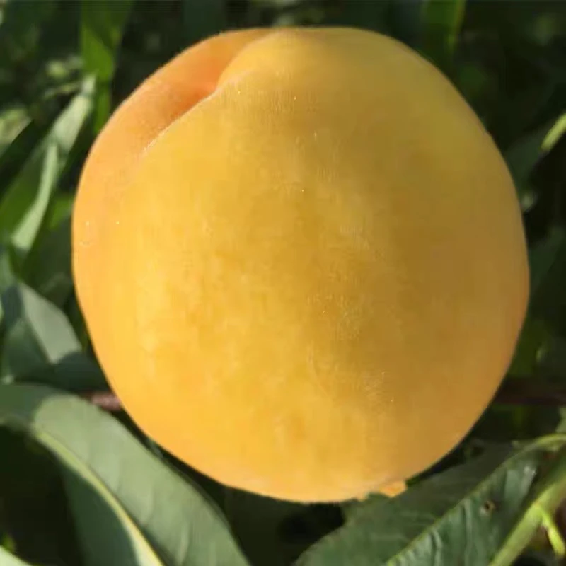 湖北枣阳头茬黄桃新鲜现摘现发脆甜应季孕妇水果黄肉桃子顺丰包邮