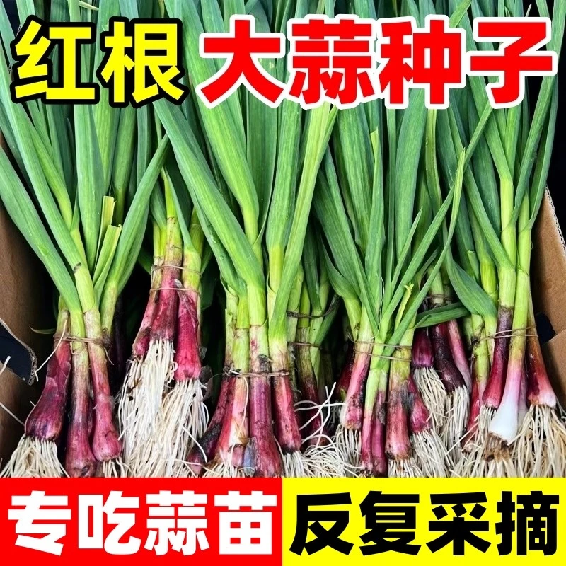 四季宽叶蒜苗种子适应发芽小菜园蒜头阳台菜种子泡沫箱