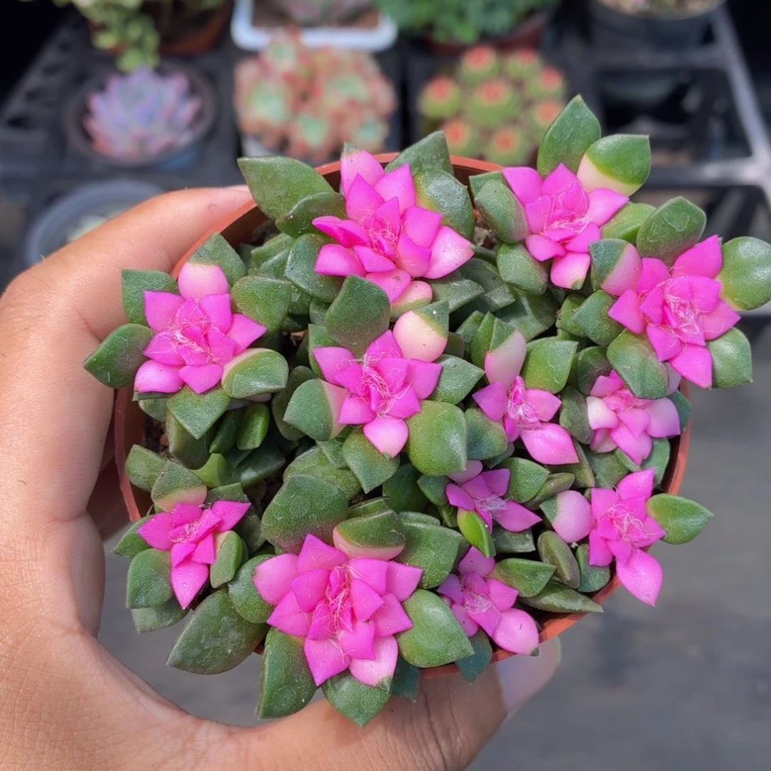 吹雪之松多肉9.9包邮发货