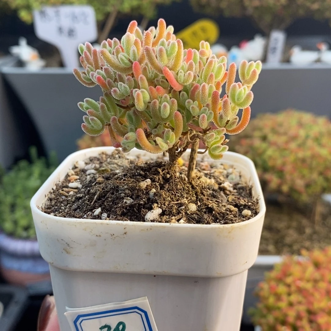 完全开放20号冰晶枝干（6.5cm）