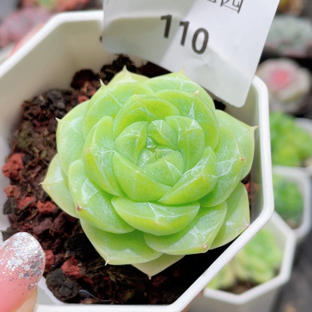 110号糖心冰心珍妮 月宫