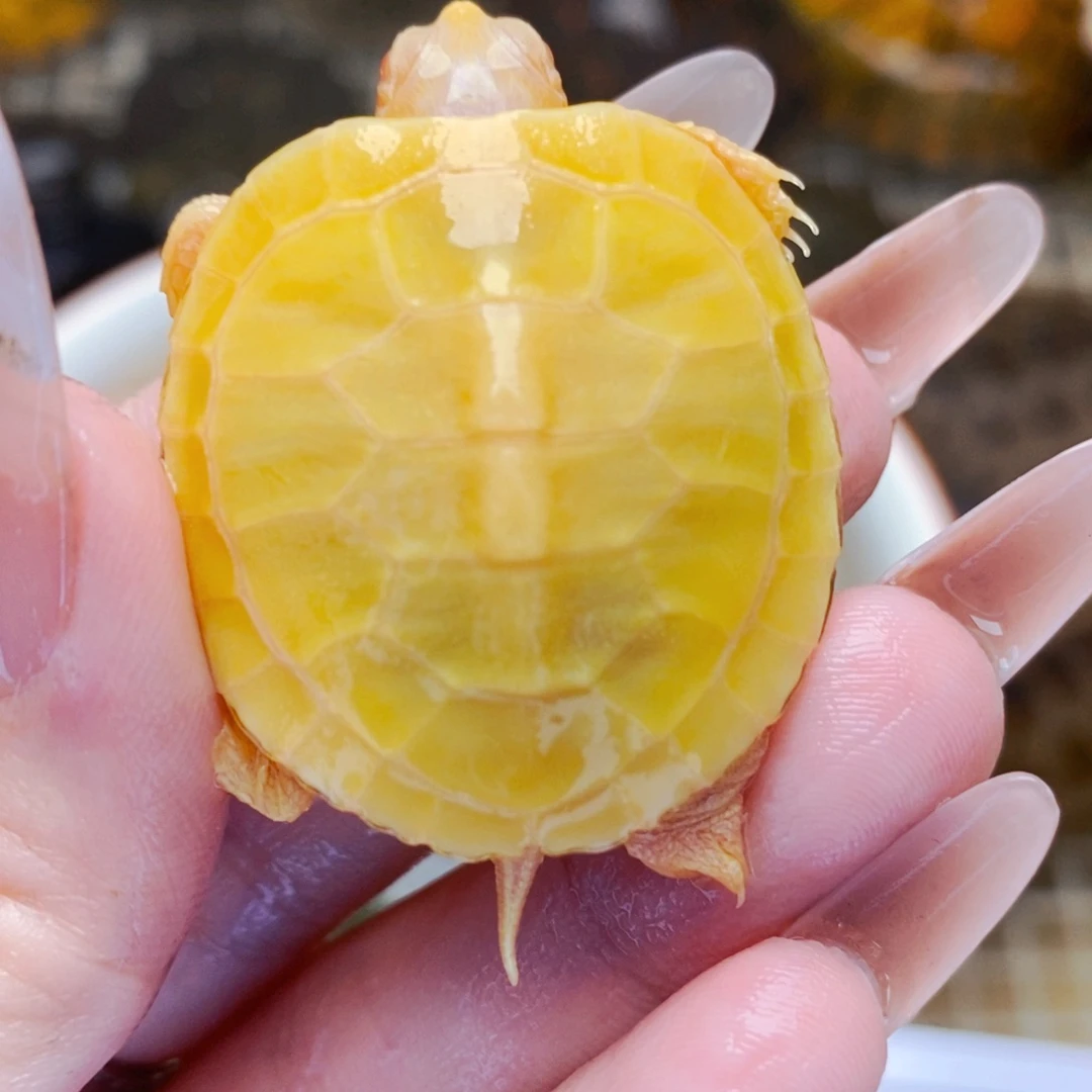 不分公母宠物龟红眼变异白化巴西