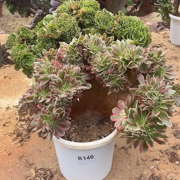 B146粉女郎缀化55-1脱土包邮