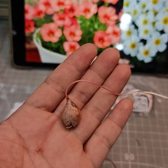 圳***酢浆草早花粉蕾丝一球