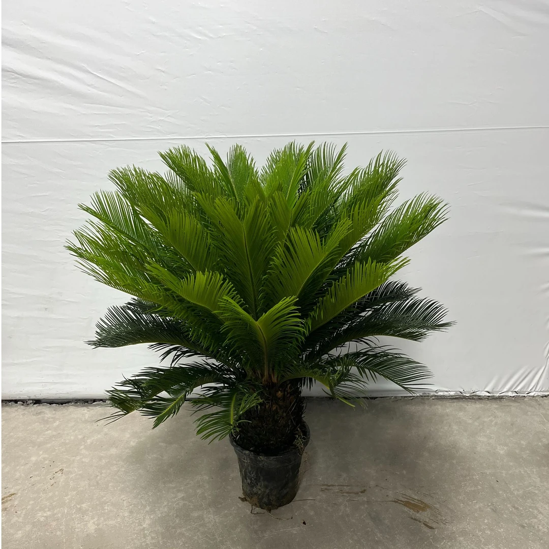 铁树盆栽四季常青耐寒耐旱适合庭院别墅的美观绿植盆景