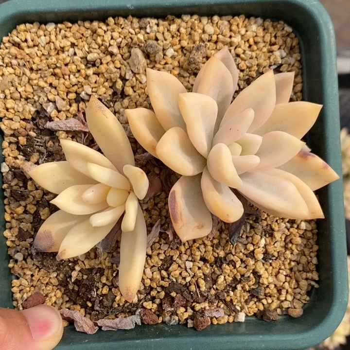 奥普多肉植物A1791