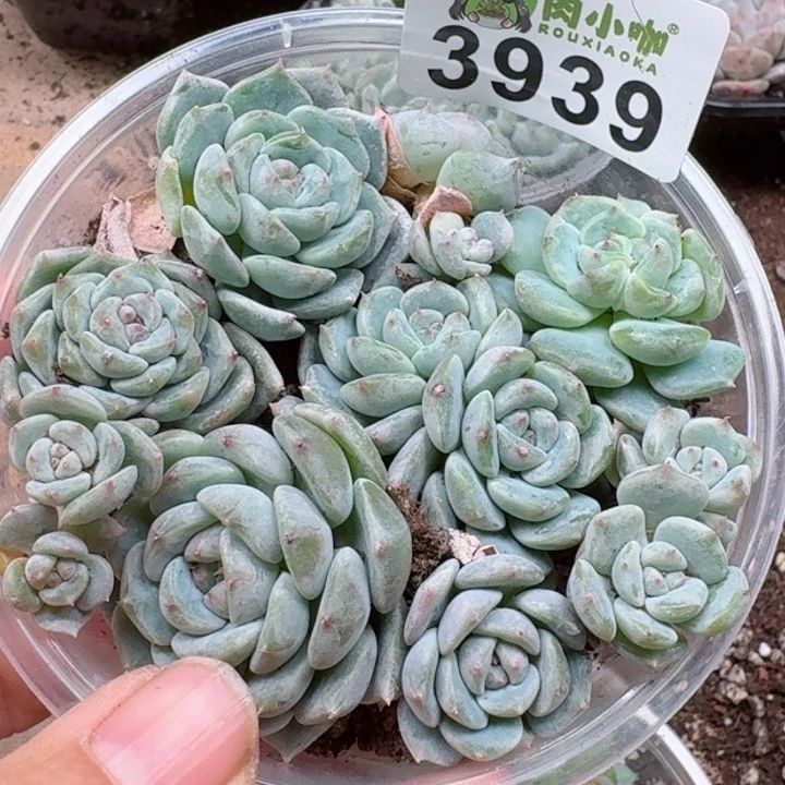 多肉植物多肉植物