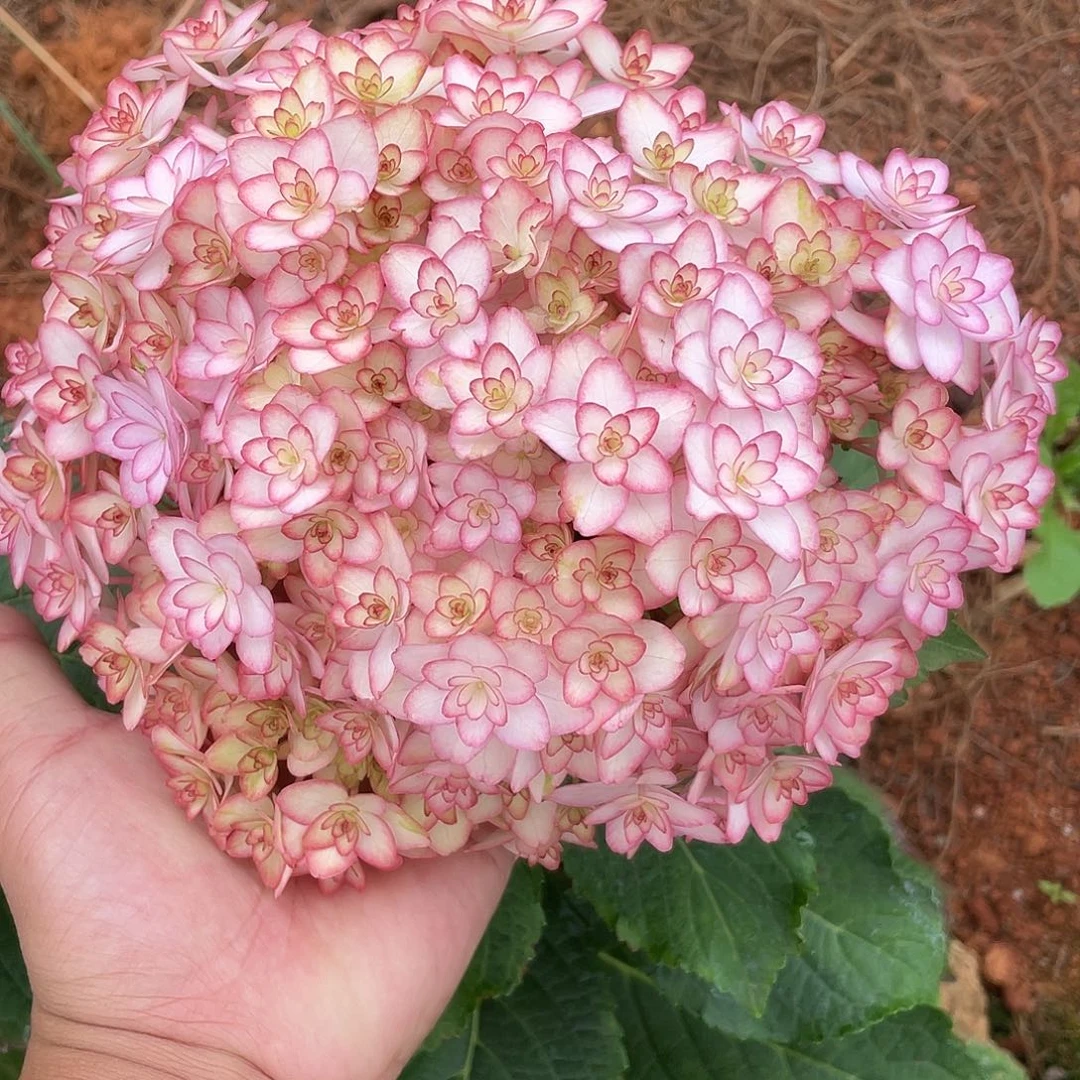 绣球切花一物一拍3枝起包邮，34