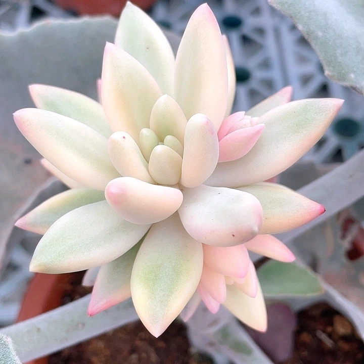蜜桃波波锦。一物一拍