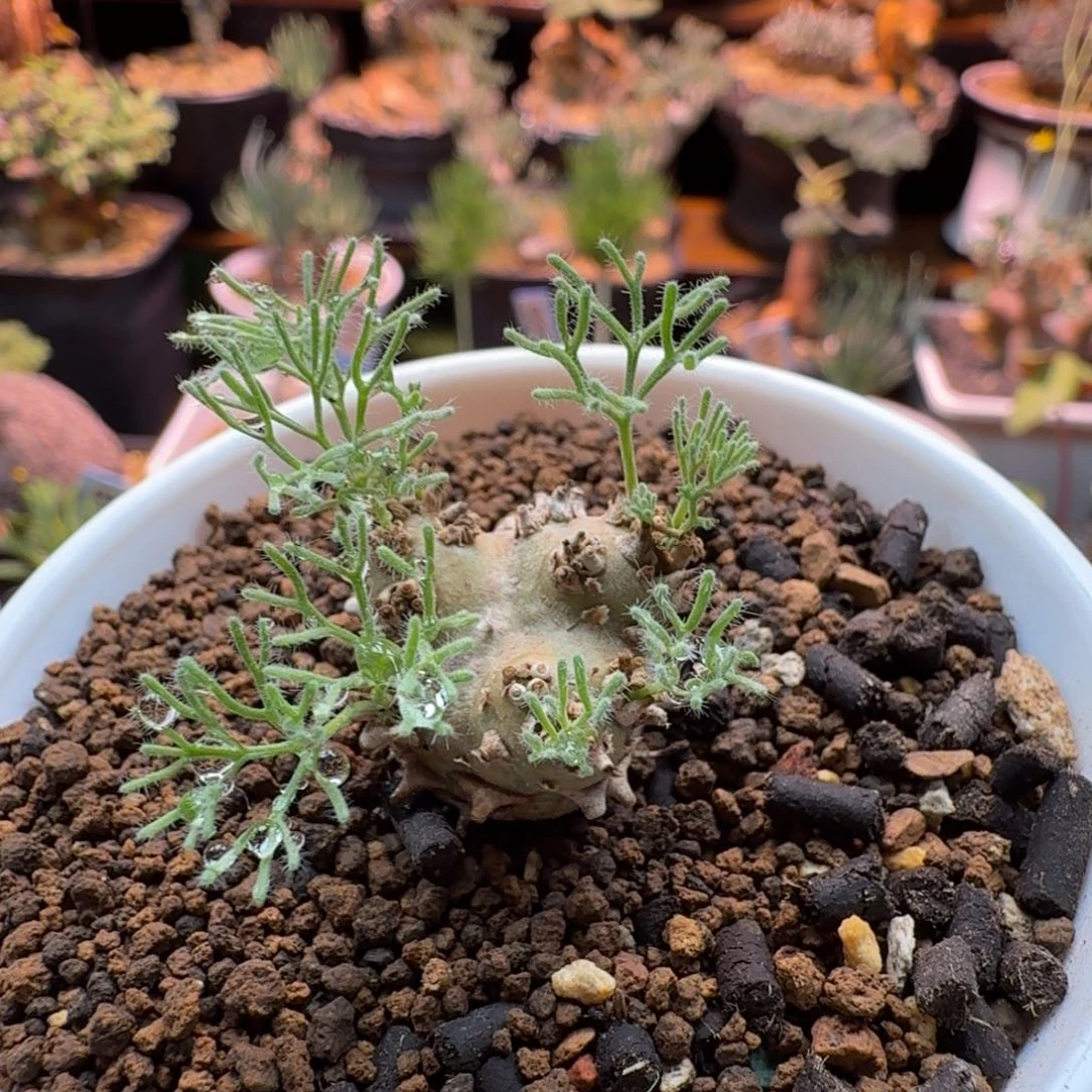 白皮月界076 仙人球