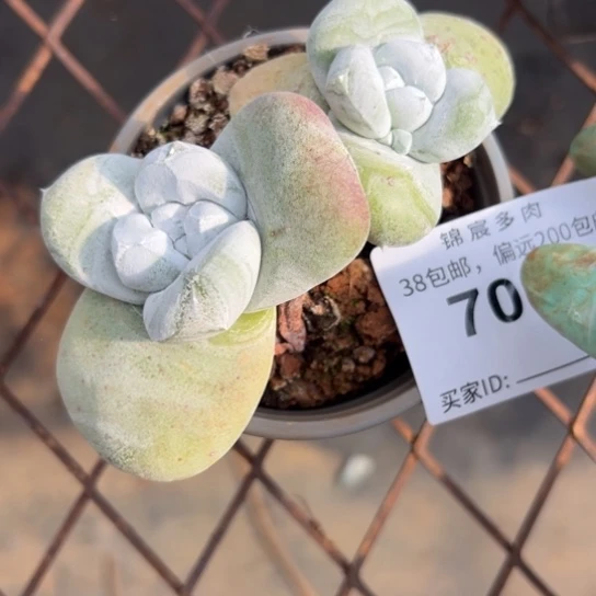 妖*谢谢姐姐～一物一拍7068